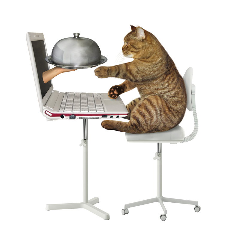 Cat orders food online